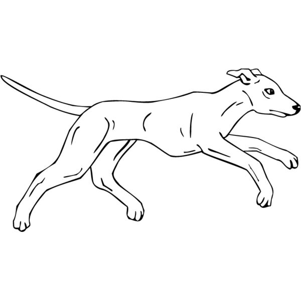 Whippet2 Thumbnail