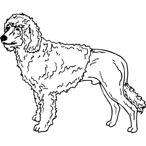 Portugese Water Dog Thumbnail