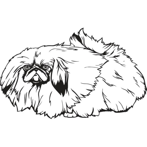 Pekingese Thumbnail