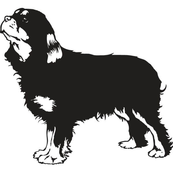 King Charles Spaniel3 Thumbnail