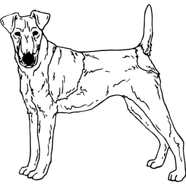 Fox Terrier Thumbnail