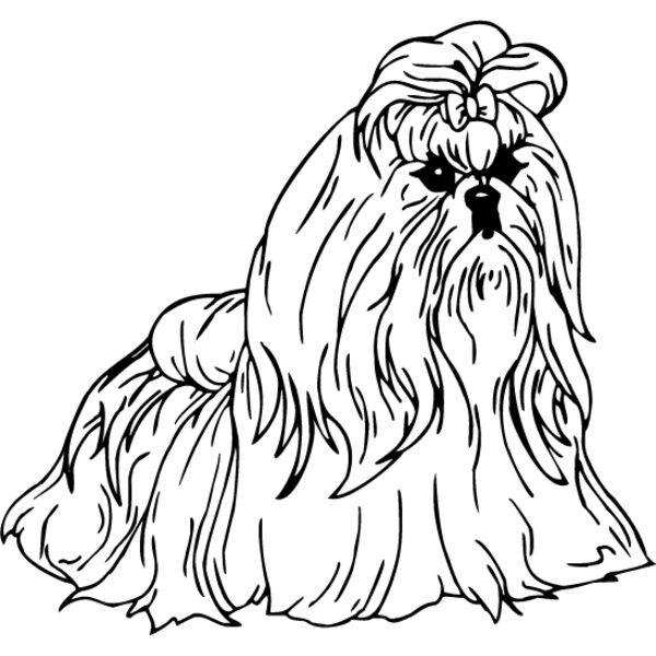 Shih Tzu2 Thumbnail