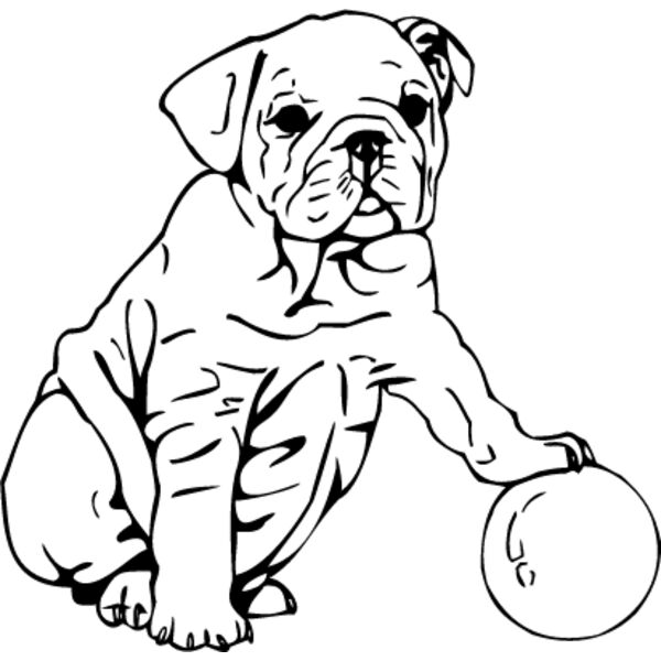Bulldog Puppy Thumbnail
