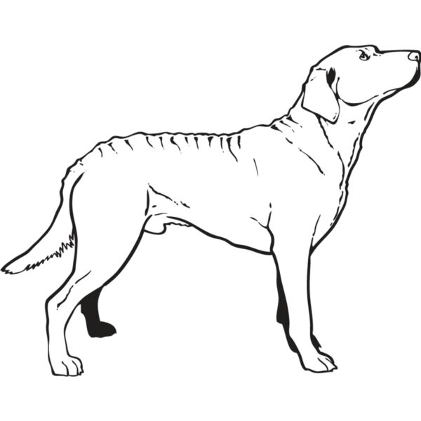 Chesapeake Bay Retriever2 Thumbnail