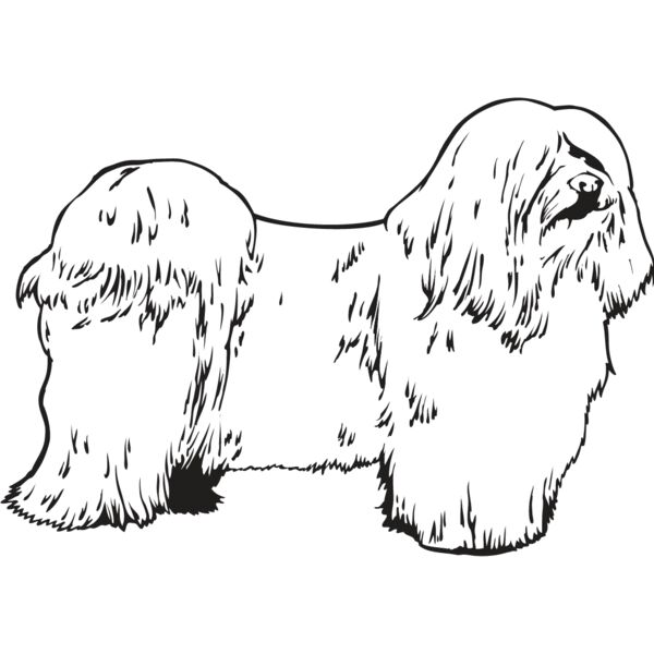 Havanese Thumbnail