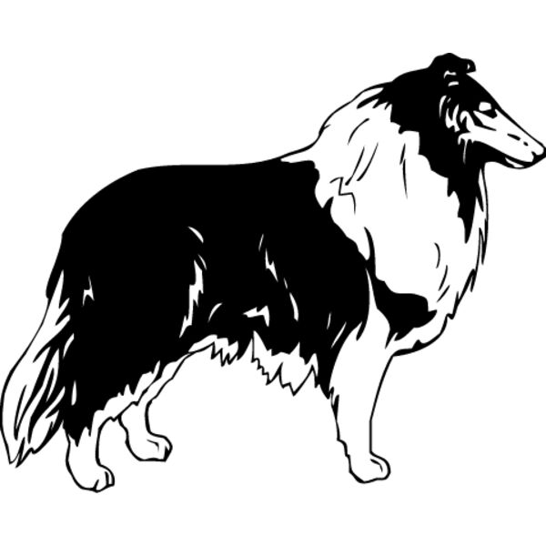 Collie1 Thumbnail