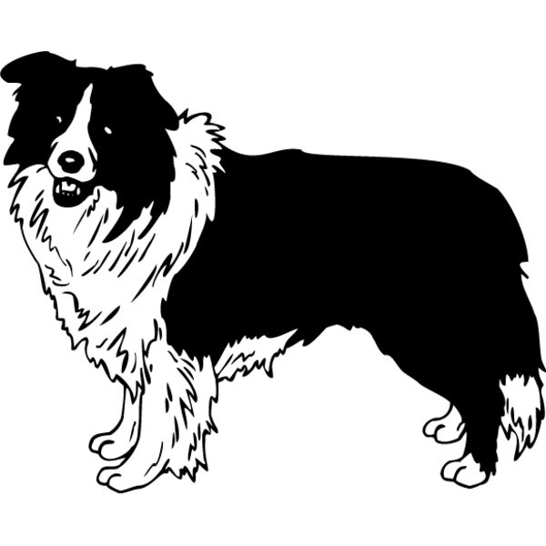 Border Collie1 Thumbnail