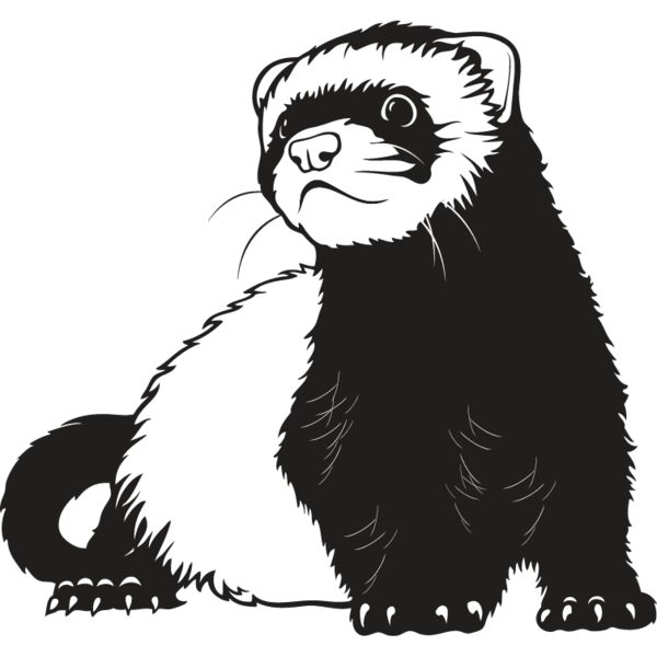 Ferret3 Thumbnail
