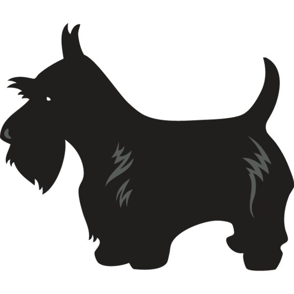 Scottish Terrier4 Thumbnail