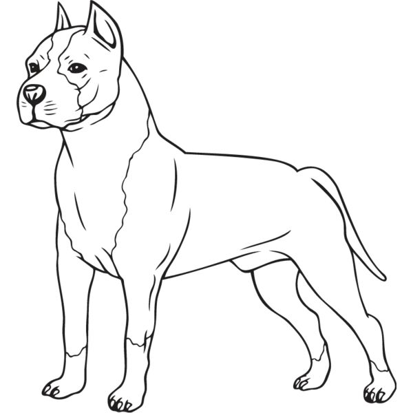 Staffordshire Bull Terrier2 Thumbnail