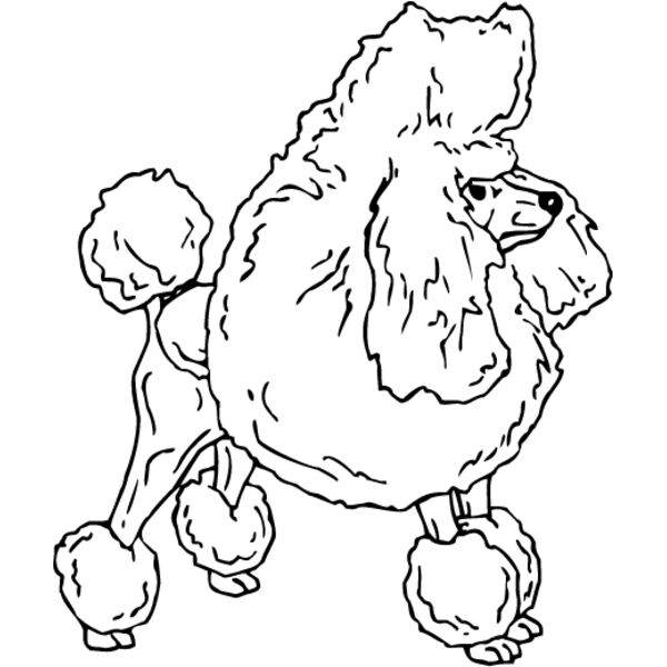 Toy Poodle Thumbnail