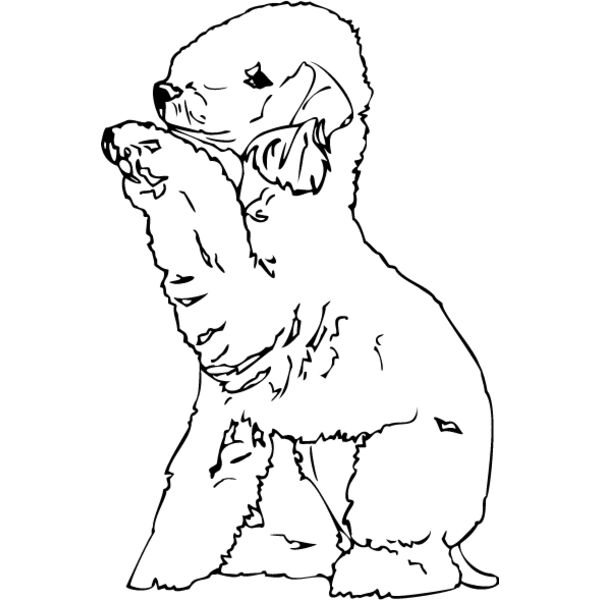 Bedlington Terrier Thumbnail