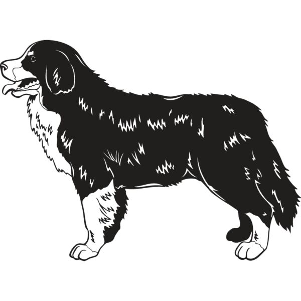 Bernese Mountain Dog2 Thumbnail