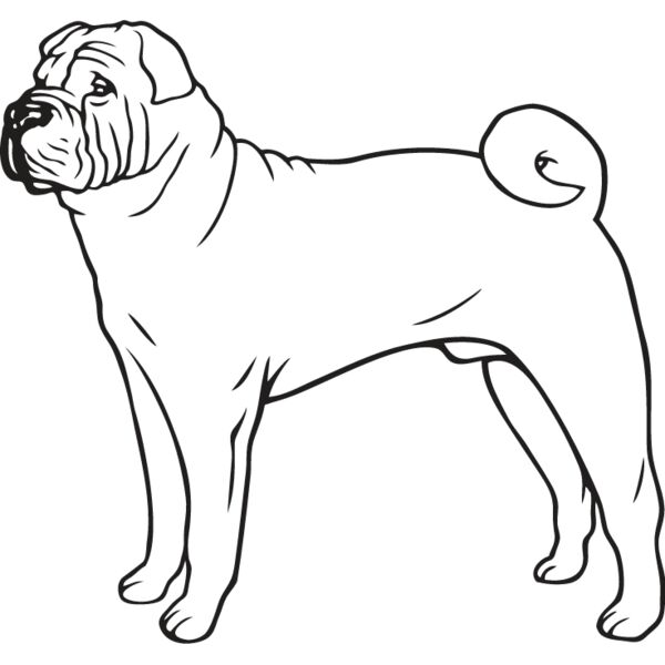 Shar Pei3 Thumbnail