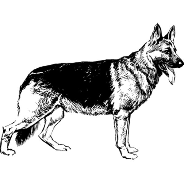 German Shepherd5 Thumbnail