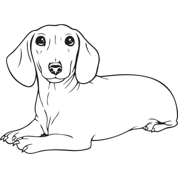 Dachshund3 Thumbnail
