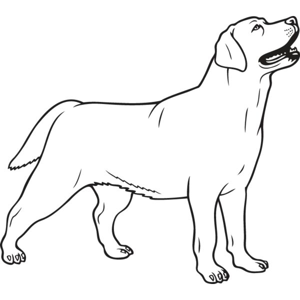 Labrador Retriever3 Thumbnail
