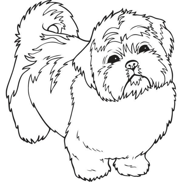 Shih Tzu Puppy Thumbnail
