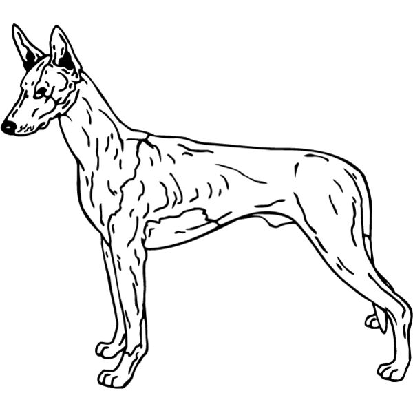 Ibizan Hound Thumbnail