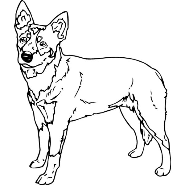 Queensland Heeler Thumbnail
