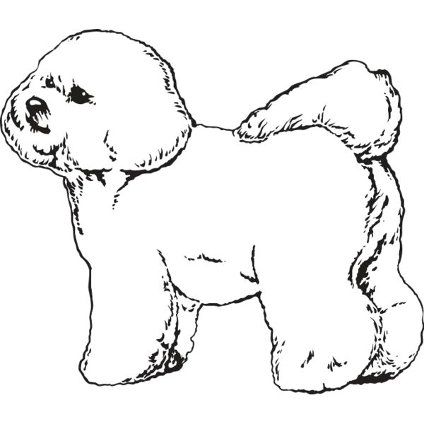 Bichon Frise2 Thumbnail