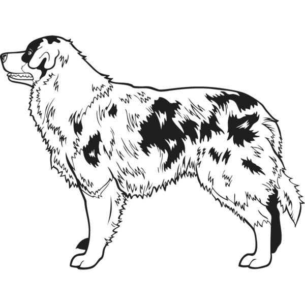 Australian Shepherd Thumbnail