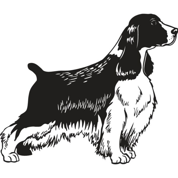 Springer Spaniel Thumbnail