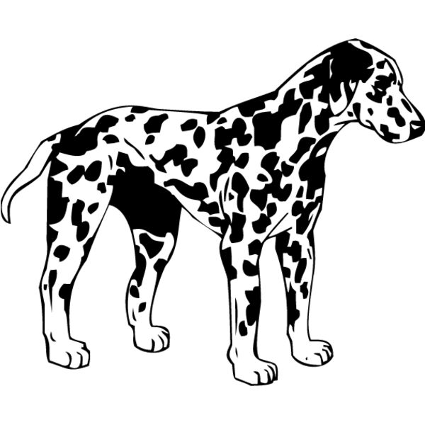 Dalmation1 Thumbnail
