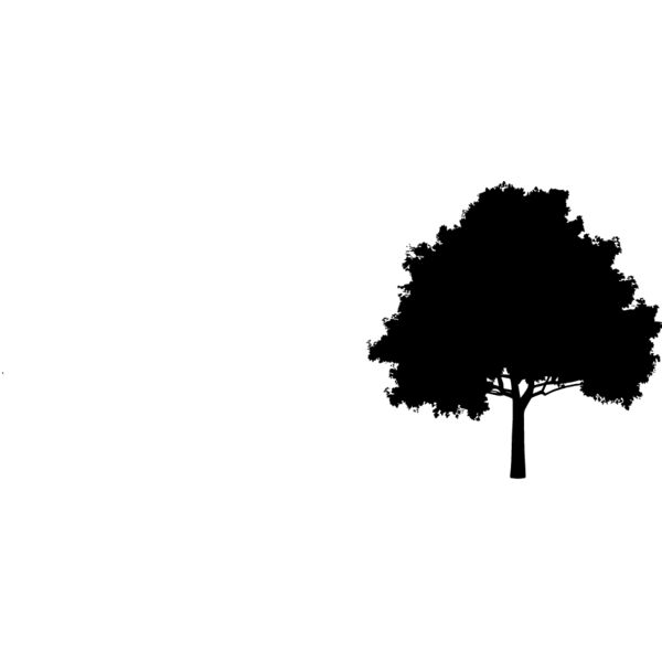 Oak Tree7 Thumbnail