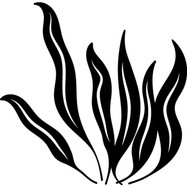 Seaweed2 Thumbnail