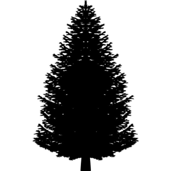 Pine Tree9 Thumbnail