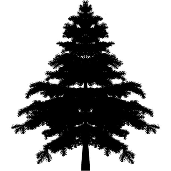 Pine Tree12 Thumbnail