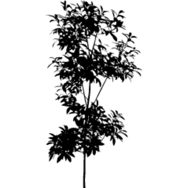 Young Tree3 Thumbnail